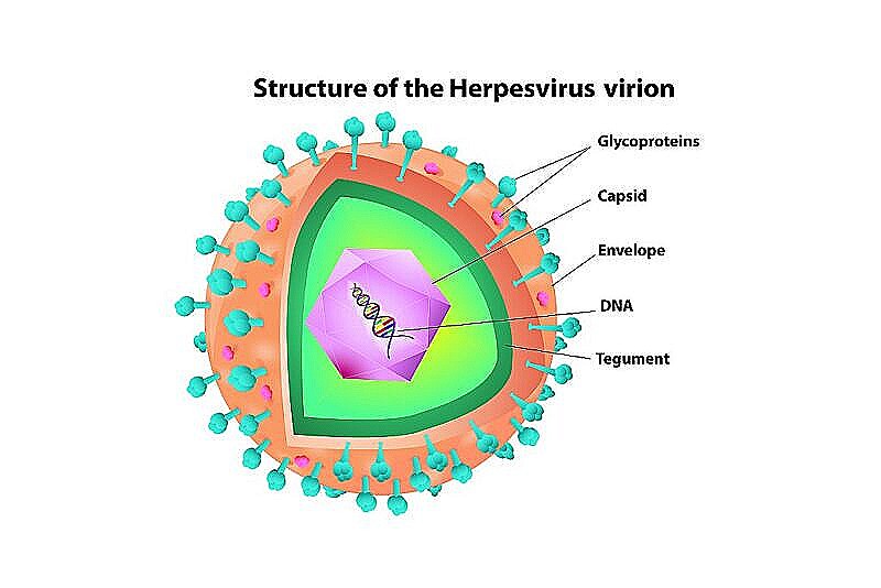 Как Выглядит Герпесвирус Фото