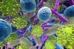 Бактериальная и вирусная инфекции: в чем отличие?