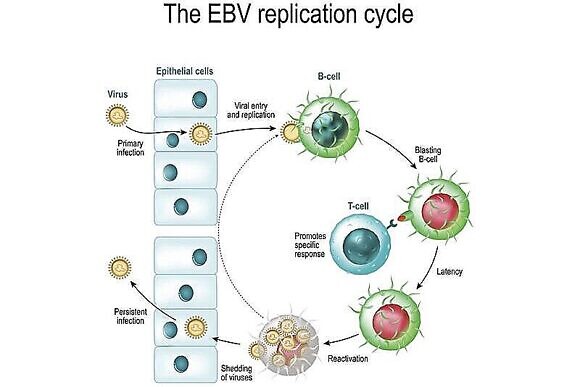 Вирус эпштейна барр фото