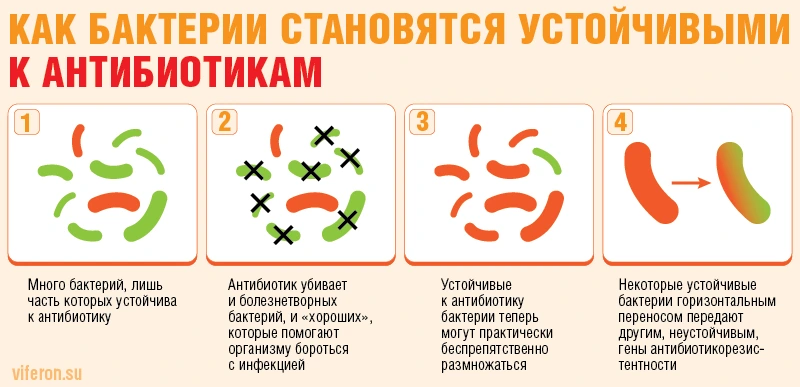 Устойчивость к антибиотикам