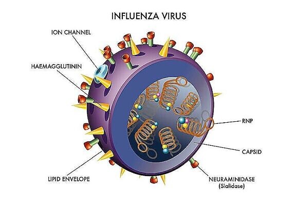 Противовирусные препараты от гриппа и простуды-2