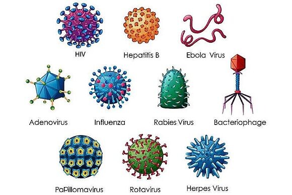История открытия и изучения вирусов-2