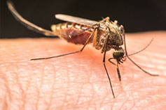 Аллергические реакции у детей на укусы насекомых-1
